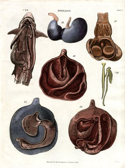 Anatomische Illustrationen der inneren Organe (Tafel 7) von John Pass