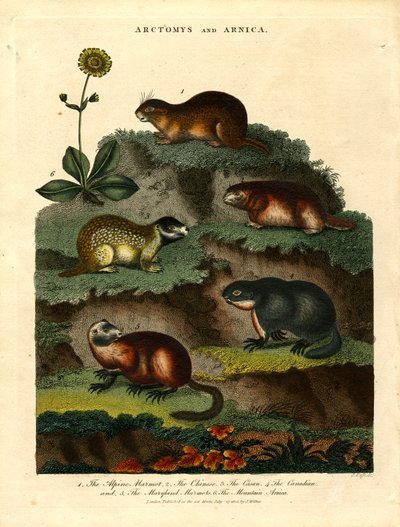 Arctomys und Arnika (Murmeltiere und Arnika) von John Pass