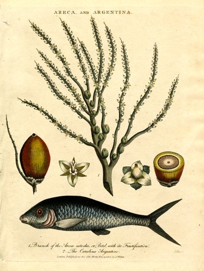 Areca-Palme und Carolina-Argentine von John Pass