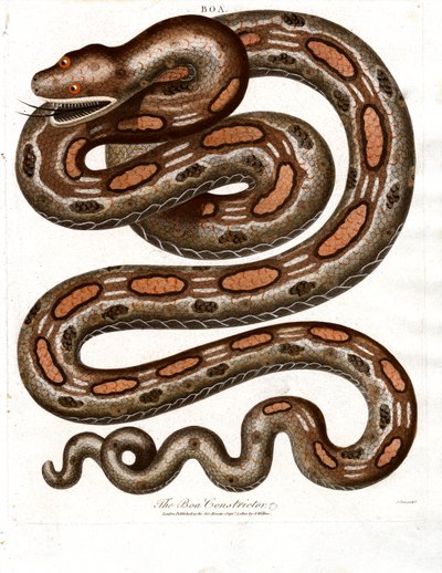 Boa Constrictor von John Pass
