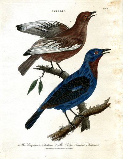Schwätzer (Ampelis) von John Pass