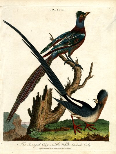 Colius Arten (Mausvögel) von John Pass