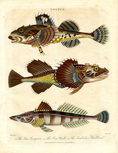 Cottus – Groppen und Seeskorpione von John Pass