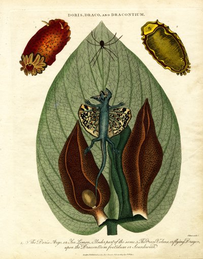 Doris;Draco;und Dracontium von John Pass