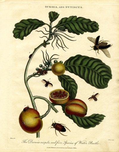 Duroia und Wasserkäfer von John Pass