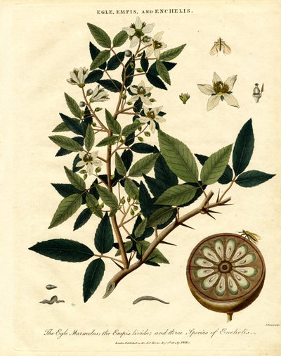 Egle; Empis und Enchelis von John Pass