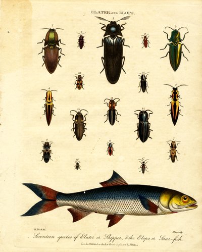Elater und Elops: Siebzehn Arten von Elater oder Skipper und der Elops oder Saurfisch von John Pass