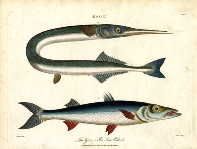 Esox: Hecht und Seepike von John Pass