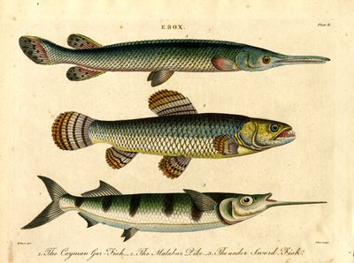 Esox: Hecht- und Schwertfischarten von John Pass