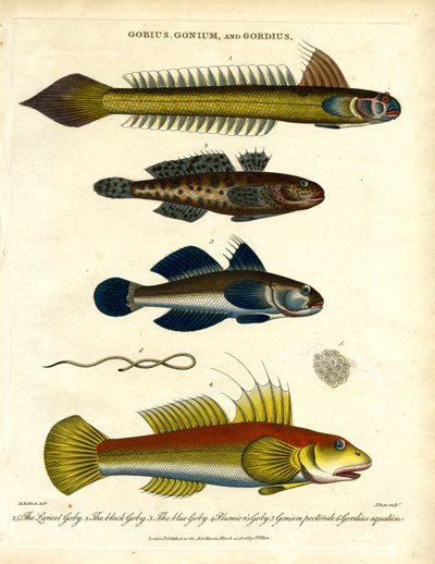 Gobius; Gonium und Gordius: Grundeln und Haarwurm von John Pass