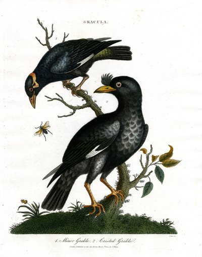 Grackeln - Kleine Grackel und Haubengrackel von John Pass