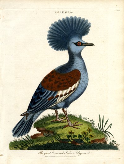 Große gekrönte indische Taube (Columba) von John Pass