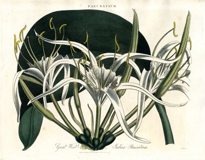 Großes Westindisches Pancratium (Indisches Pancratium) von John Pass