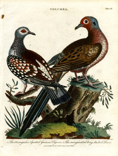Guineatauben und Taube (Columba) von John Pass