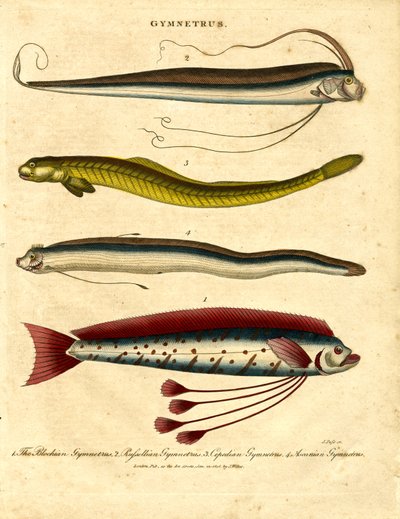 Gymnetrus – Bandfische von John Pass