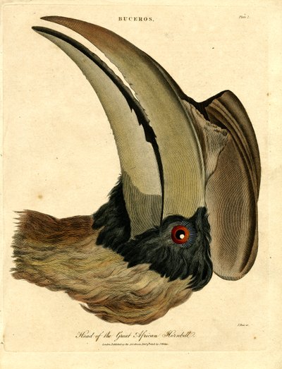 Kopf des großen afrikanischen Hornvogels von John Pass