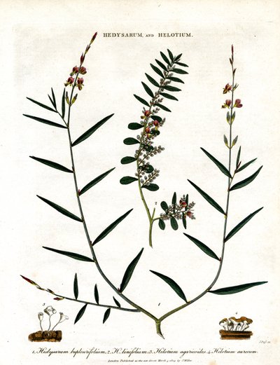 Hedysarum und Helotium von John Pass