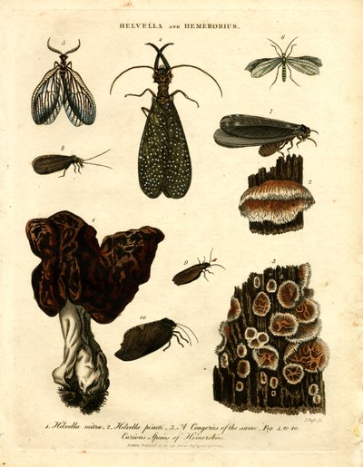 Helvella und Hemerobius von John Pass