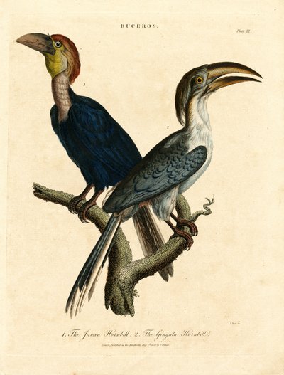 Javanischer Hornvogel und Gingala-Hornvogel (Buceros) von John Pass