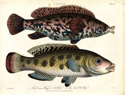 Labrus: Gemeiner Lippfisch und Meerlippfisch von John Pass