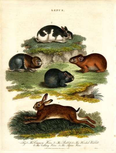 Lepus - Hasen und Nagetiere von John Pass