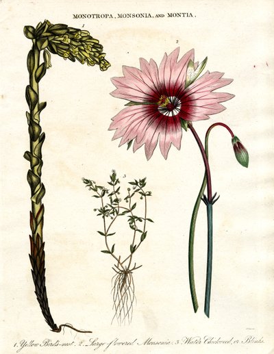 Monotropa; Monsonia und Montia - Drei botanische Gattungen von John Pass