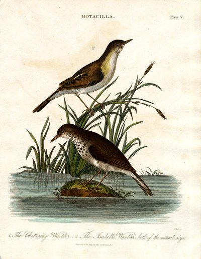Motacilla: Schwatzender Warbler und Isabella Warbler von John Pass
