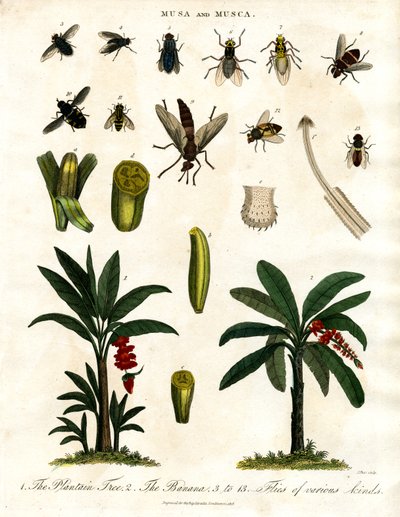 Musa und Musca - Bananenpflanzen und verschiedene Fliegenarten von John Pass