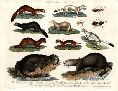 Mustela und Mutilla: Illustration verschiedener Marder und Mutilla-Insekten von John Pass