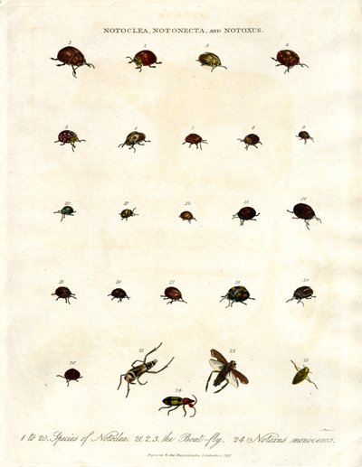 Notoclea; Notonecta; und Notoxus Käfer von John Pass
