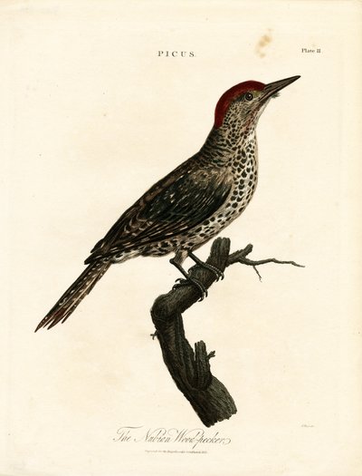 Nubischer Specht (Picus) von John Pass