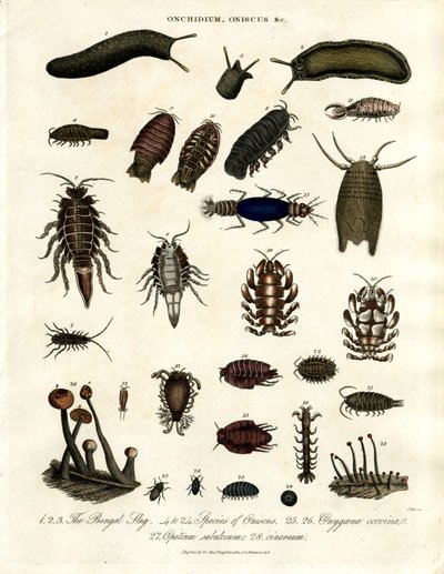 Onchidium;Oniscus und andere Arthropoden von John Pass