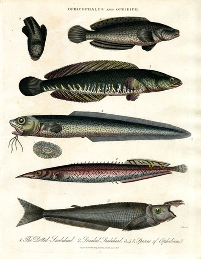 Ophicephalus und Ophidium von John Pass