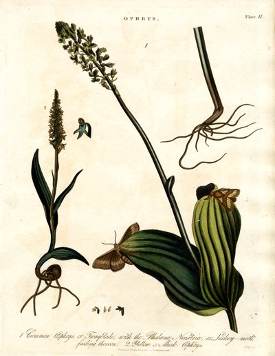 Ophrys-Arten mit Motte von John Pass