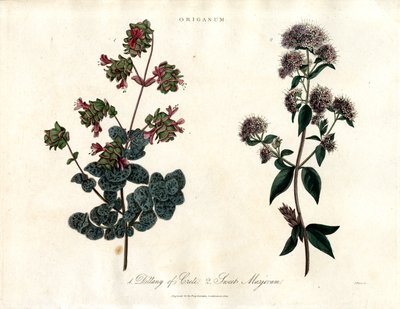 Origanum-Arten: Diptam von Kreta und Süßer Majoran von John Pass