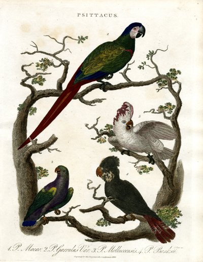 Papageien (Psittacus) von John Pass