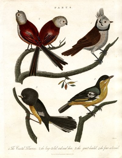 Parus: Meisen und Pariden von John Pass