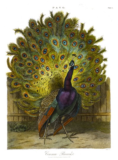 Pavo: Gemeiner Pfau von John Pass