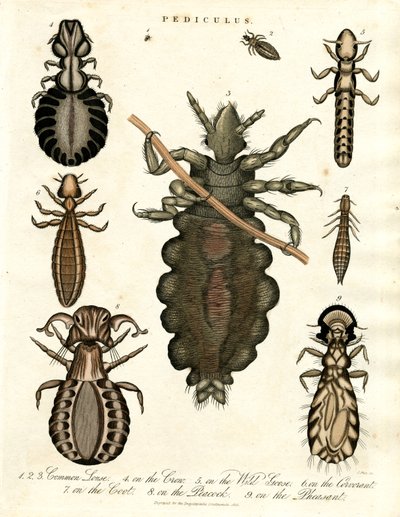 Pediculus - Verschiedene Arten von Läusen von John Pass