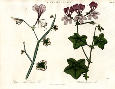 Pelargonium-Arten (Storchschnabel) von John Pass