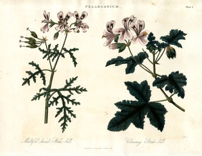 Pelargonium-Arten: Vielblättriger Storchschnabel und Klebriger Storchschnabel von John Pass