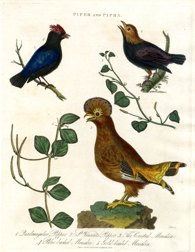 Pfefferpflanzen und Manakins von John Pass