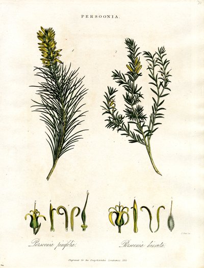 Persoonia von John Pass