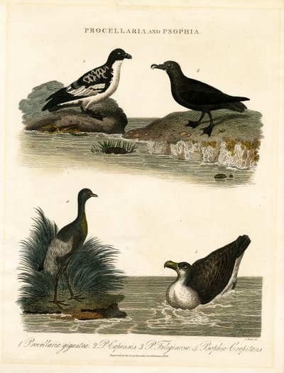 Sturmvögel (Procellaria) und Trompetervögel (Psophia) von John Pass
