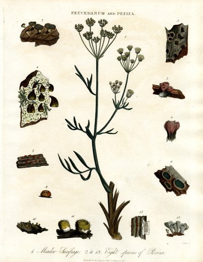Peucedanum und Peziza von John Pass