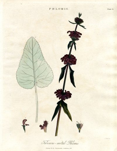 Phlomis: Knolliger Jerusalem-Salbei von John Pass