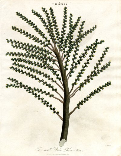 Phoenix (Dattelpalme) von John Pass