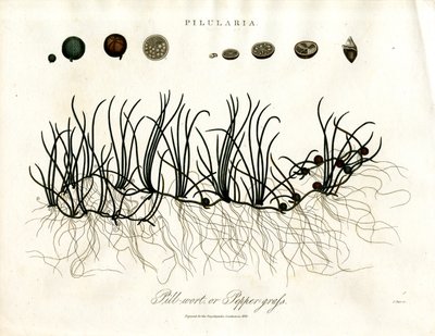 Pilularia: Pillenfarn oder Pfeffergras von John Pass
