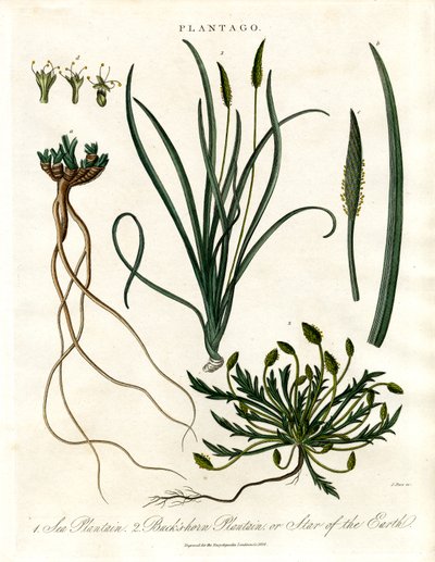 Plantago-Arten von John Pass