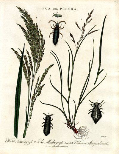 Poa und Podura von John Pass